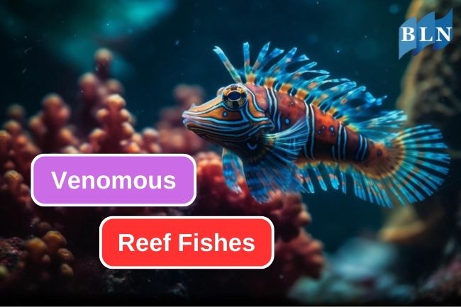 5 Venomous Reef Fishes and their Venomous Adaptations